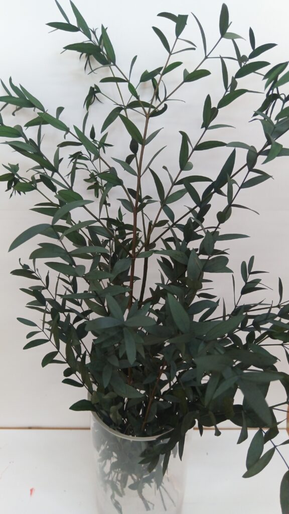 Euc parvifolia preservat verd