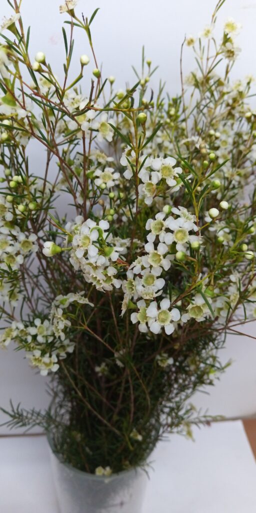 Flor de cera blanca 60/65cm